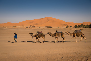 Image showing Berber man leading caravan, Hassilabied, Sahara Desert, Morocco