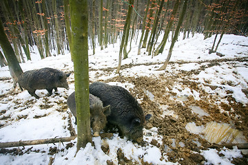 Image showing Three wild hogs