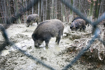 Image showing Wild hogs searching for food