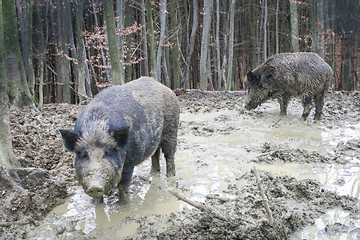 Image showing Two wild hogs in forest