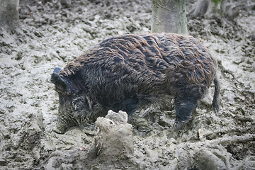 Image showing Wild boar in mud