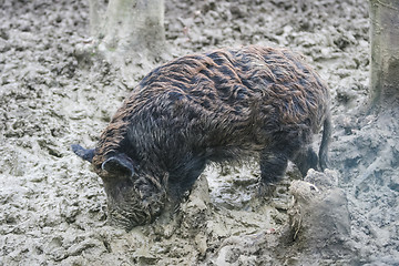 Image showing Wild hog in mud
