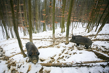 Image showing Wild hogs in snow
