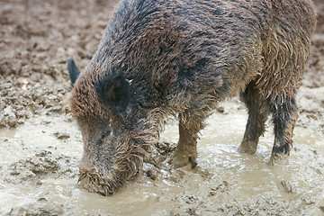 Image showing Wild hog digging mud