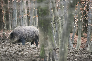 Image showing Wild boar in nature