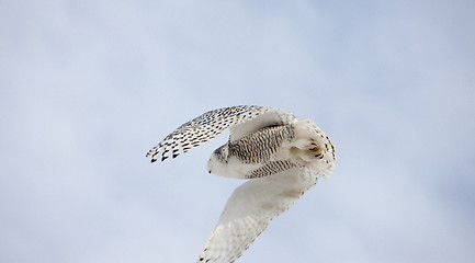 Image showing Snowy Owl in Flight 