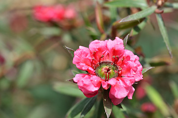 Image showing Manuka myrtle\'s white-pink flower blooming