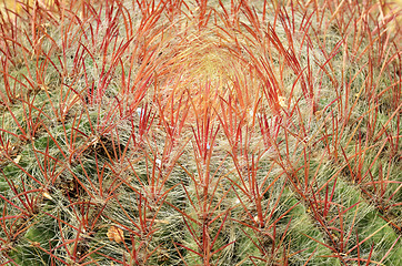 Image showing Closeup green cactus with texture green spiny needles 