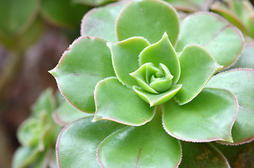 Image showing Hen and Chicks Succulent Plant  