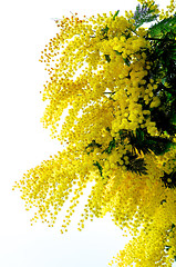 Image showing Flowering Yellow Mimosa