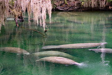 Image showing West Indian Manatee, Blue Spring, Florida, USA