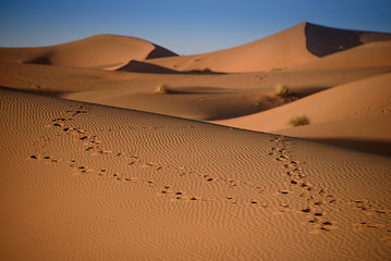 Image showing Dunes, Morocco, Sahara Desert