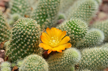 Image showing Cactus with yellow flower