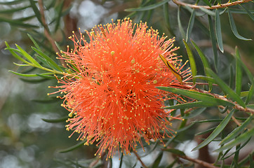 Image showing Beautiful orange Grevillea flowers