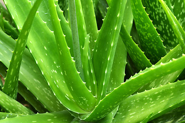 Image showing Close up Aloe Vera Plant,