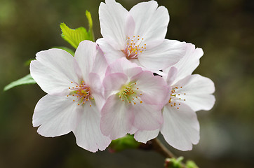 Image showing Sakura, the famouse flower of Japan