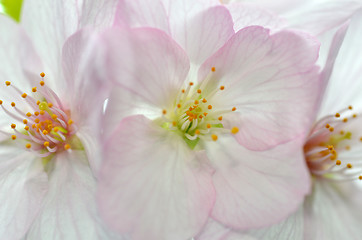 Image showing Sakura, the famouse flower of Japan