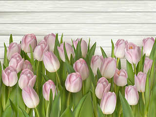 Image showing Beautiful pink and white tulips. EPS 10