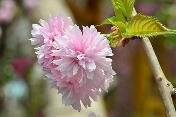 Image showing Pink  flowers blossom