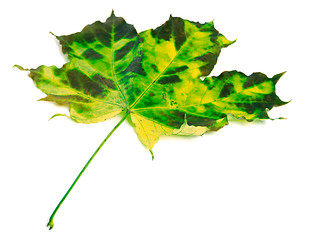 Image showing Multicolor autumnal maple-leaf on white