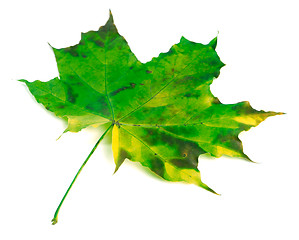 Image showing Green yellowed maple leaf on white