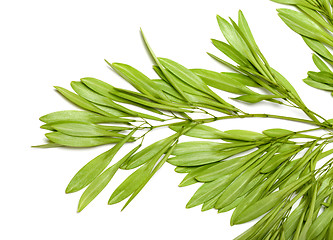 Image showing Ash seeds in spring on white