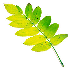 Image showing Yellowed rowan leaves