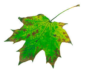 Image showing Multicolor maple leaf