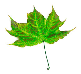 Image showing Multicolor maple-leaf