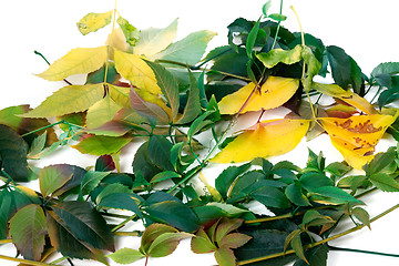 Image showing Multicolor leafs on white