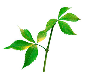 Image showing Twig of grapes leaves