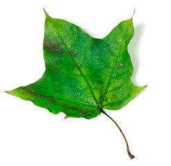 Image showing Green maple leaf