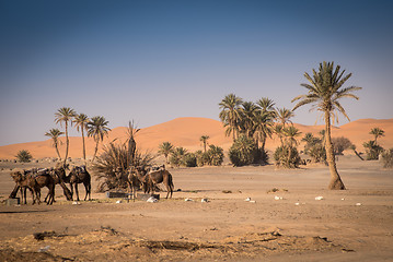 Image showing Oasis in Hassilabied, Erg Chebbi, Moroco