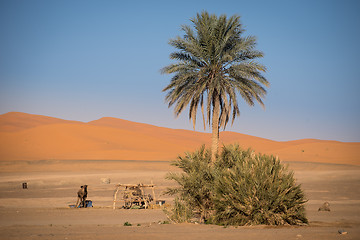 Image showing Oasis in Hassilabied, Erg Chebbi, Moroco