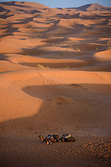 Image showing Camels at the dunes, Morocco, Sahara Desert