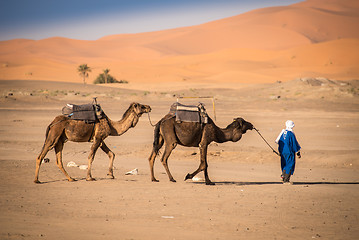 Image showing Berber man leading caravan, Hassilabied, Sahara Desert, Morocco