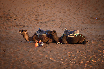 Image showing Camels at the dunes, Morocco, Sahara Desert