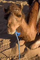 Image showing Old camel working on desert caravans.