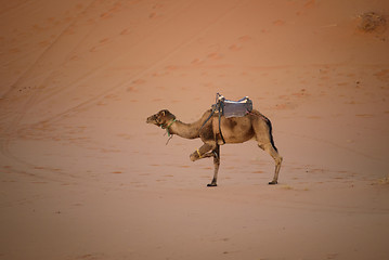 Image showing Tied up camel at the dunes, Morocco
