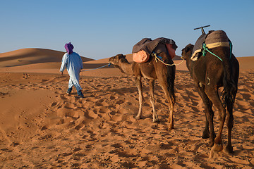 Image showing Berber man leading caravan, Hassilabied, Sahara Desert, Morocco