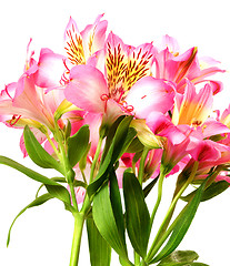 Image showing Bouquet of alstroemeria (lilies)