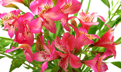 Image showing Lilies (alstroemeria) on white background