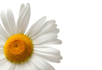 Image showing Chamomile isolated on white background