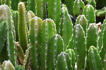 Image showing Stapelia grandi flora