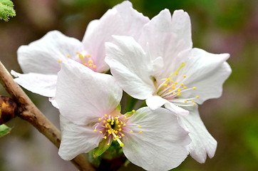 Image showing Sakura, the famouse flower of Japan