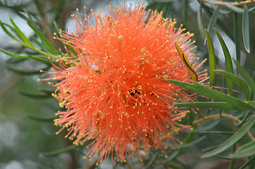 Image showing Beautiful orange Grevillea flowers 