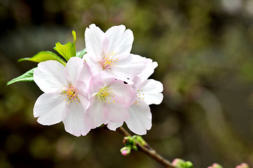 Image showing Sakura, the famouse flower of Japan