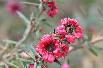 Image showing Manuka myrtle\'s white-pink flower blooming 