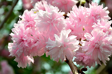 Image showing Pink  flowers blossom