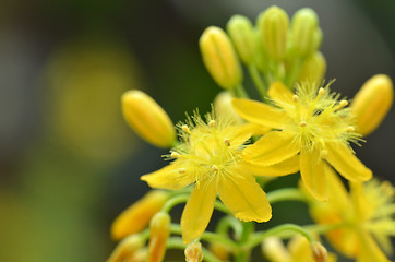 Image showing S. African plant Bulbine